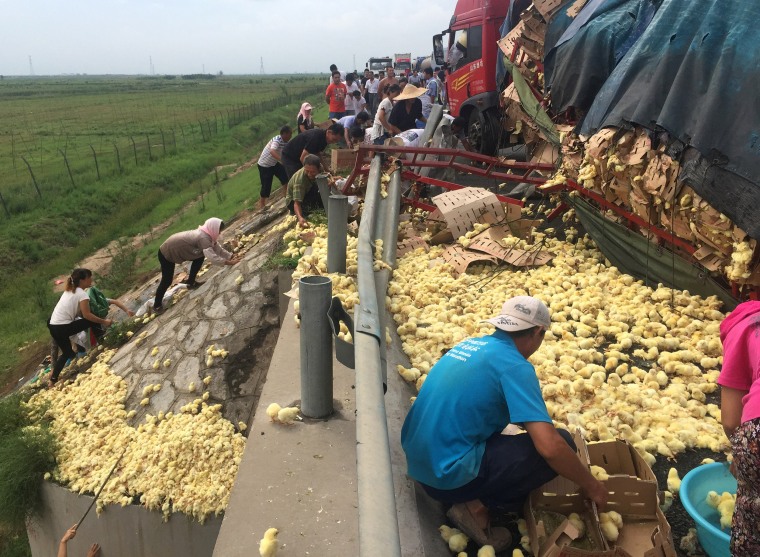 Baby chicks flood Chinese highway after truck overturns