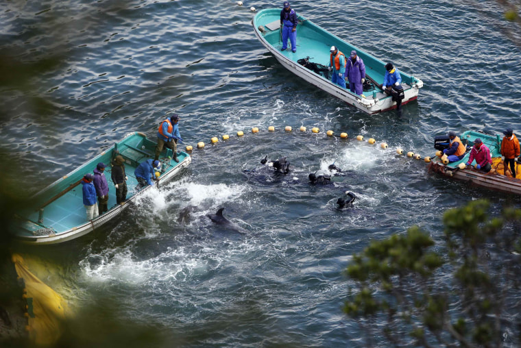 Image: Fishermen in wetsuits hunt dolphins at a cove in Taiji