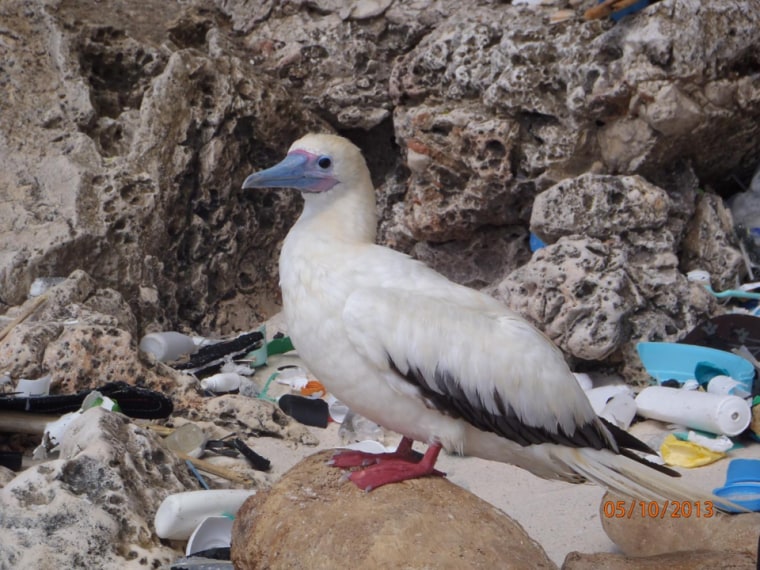 Image: Red-footed booby