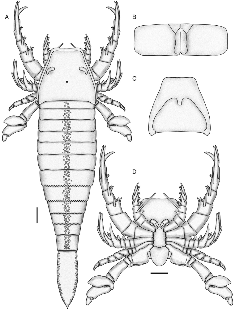 Illustration showing the general presumed shape of Pentecopterus. The scale bar is 10 centimeters, making this adult some six feet from tip to tail.