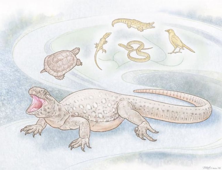 Handout of an illustration of a reptile named Eunotosaurus that lived 260 million years ago and that scientists say is the earliest-known turtle