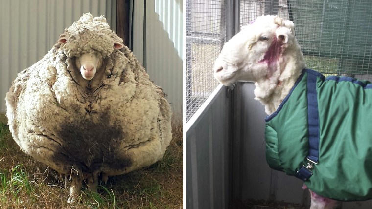 "Chris" before and after his shearing.