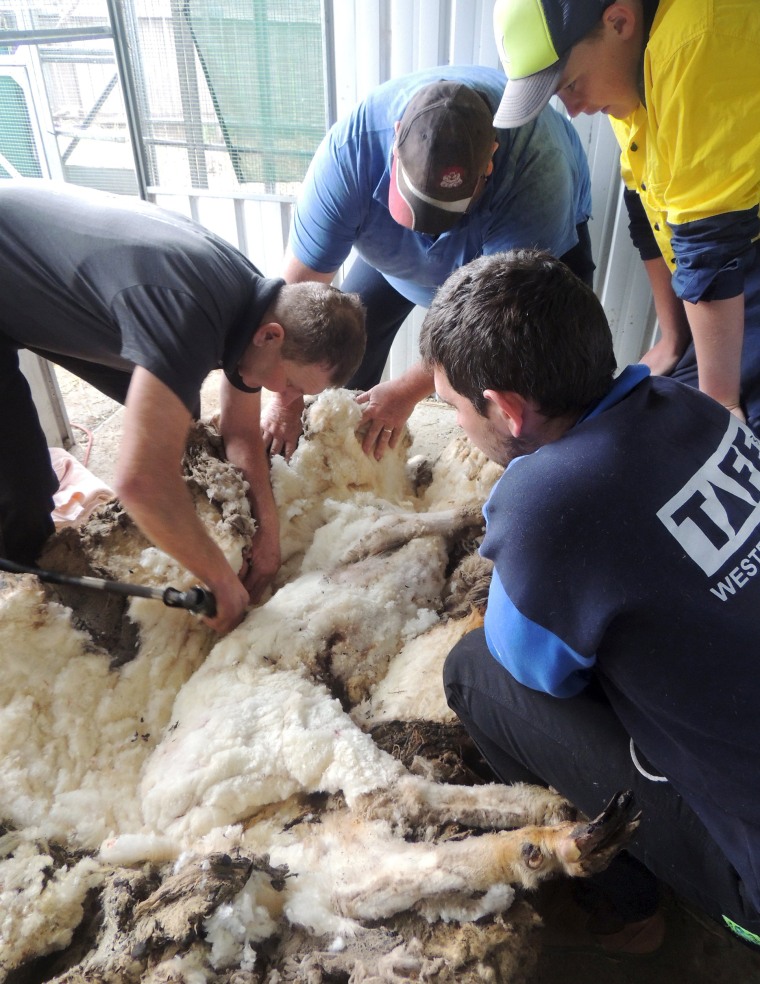 Australian sheep shearer Ian Elkins clips over 80 pounds of wool off a sheep found near Australia's capital city Canberra.