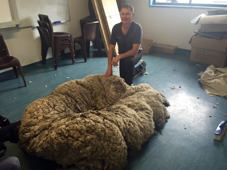 Image: Wooly Merino sheep in Canberra