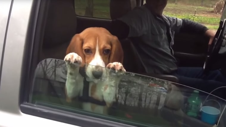 Beagle won't let go