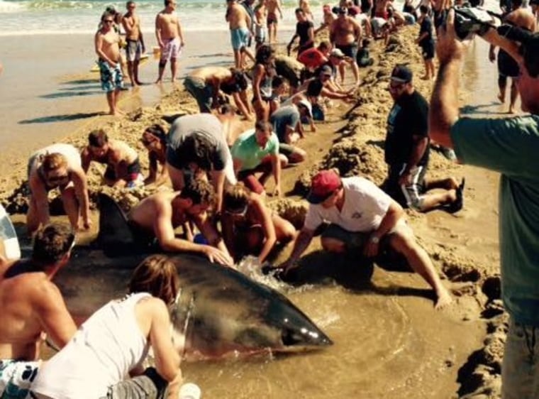 IMAGE: Trench used to get shark back in water