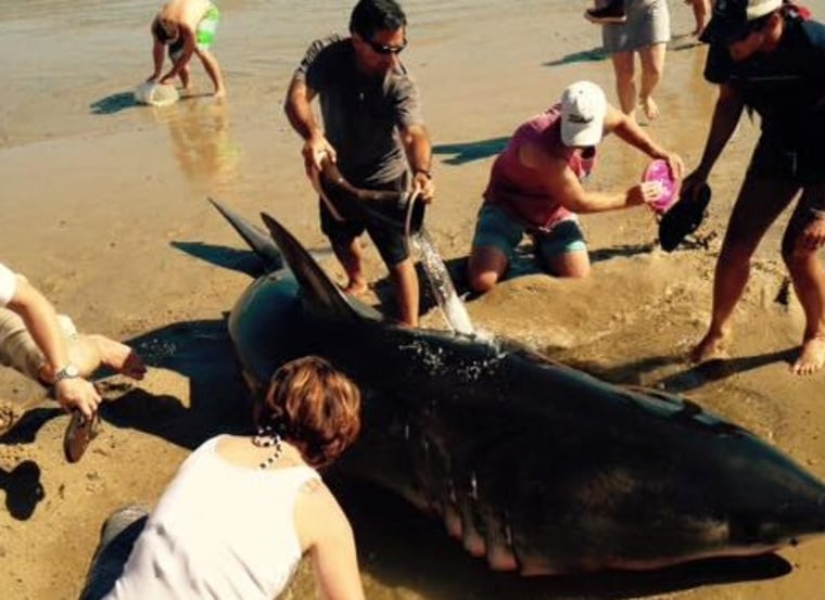 IMAGE: Bucket brigade for shark on Cape Cod