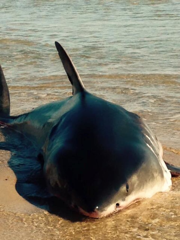 IMAGE: Shark beached on Cape Cod