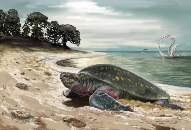 Old sea turtle