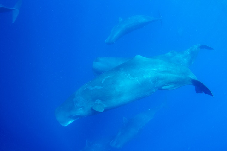 Image: A pod of sperm whales swims in the Indian ocean off the coast of Mirissa