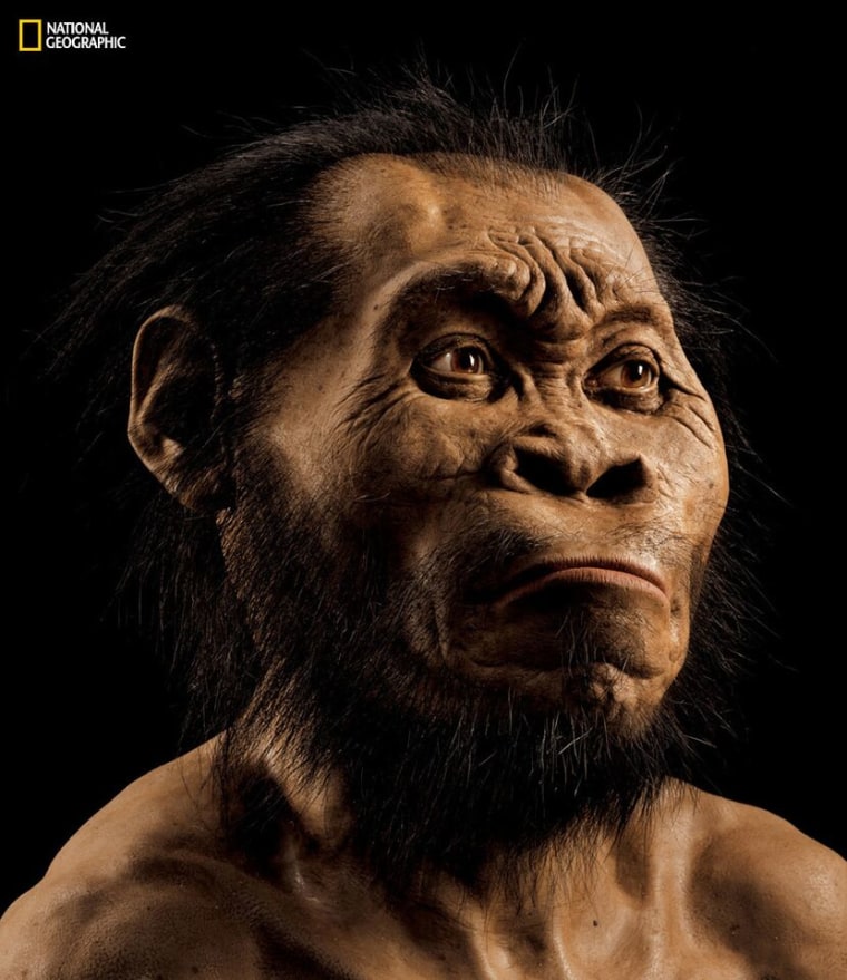 IMAGE: Reconstruction of Homo naledi