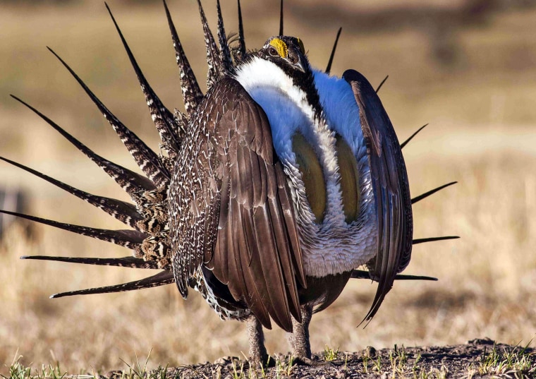 Image: a sage grouse