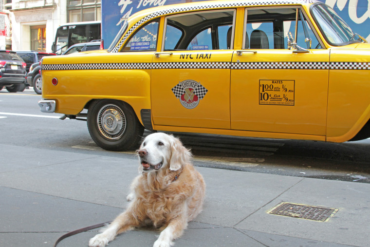 Bretagne and her parents got to ride around in a vintage NYC taxi provided by FilmCars.