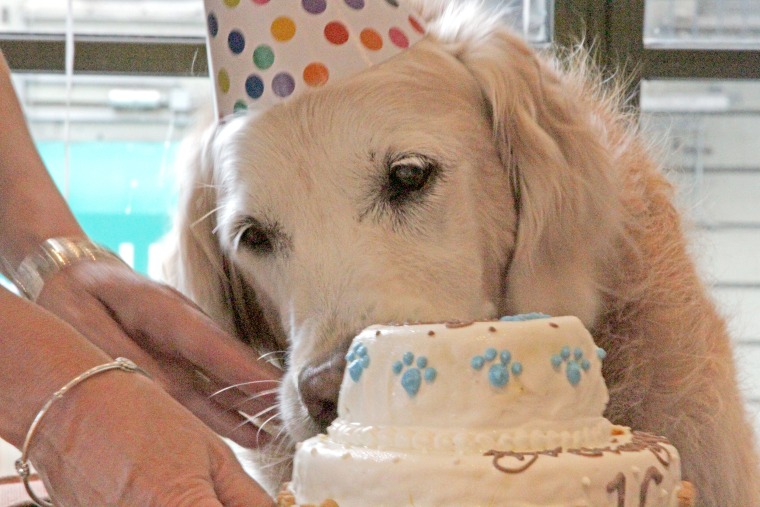 Bretagne the dog eats a cake at her birthday bash.