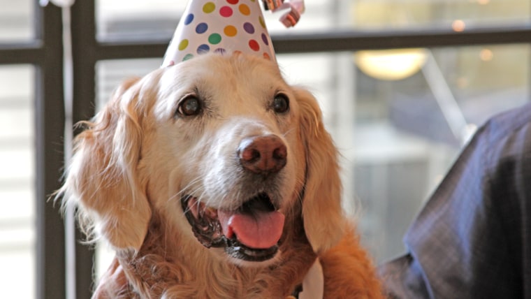 Bretagne, 9/11 search dog from Ground Zero, turns 16