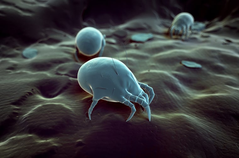 Dust mite