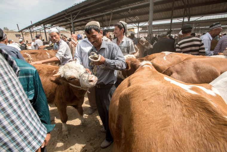 Traders at Kashgar's famous livestock market prepare to sell the animals.