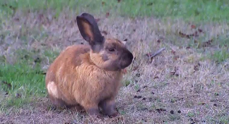 Countless wild rabbits are digging up a middle school football field in Langley, Wash.