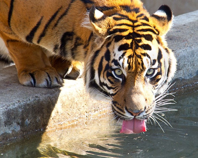 Image: Sumatran tiger in Washington Zoo enclosure.