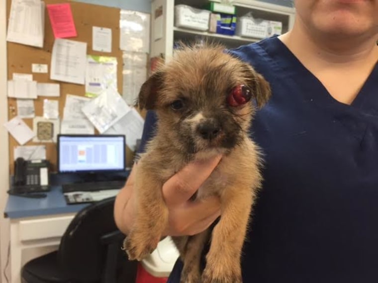 Before Maria Williamson adopted the cute puppy, Bear, he needed a surgery to remove an injured eye.
