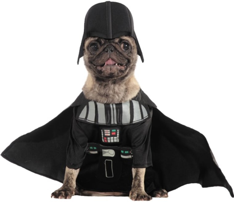 150 Best Pet Halloween Costumes ideas