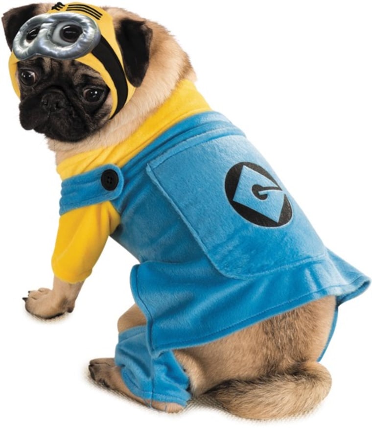 A minion is the perfect pet costume for a big-eyed pug