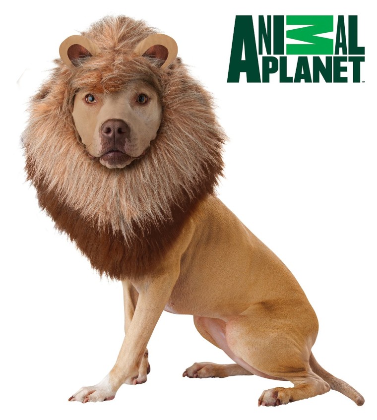 Cecil The Lion May Be Inspiring Consumers to buy Lion Halloween Costumes For Their Dog 