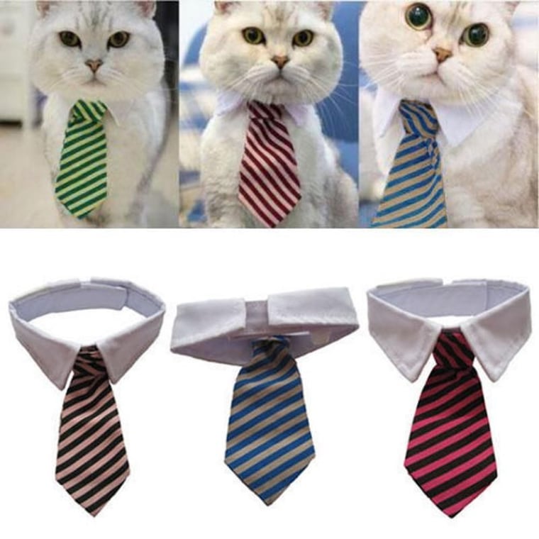 Halloween costumes for cats are popular. This business tie option is a simple but effective choice.