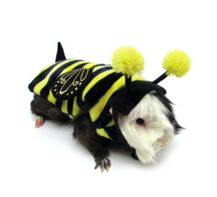 Small pets like guinea pigs can celebrate Halloween too with fun, cute costumes