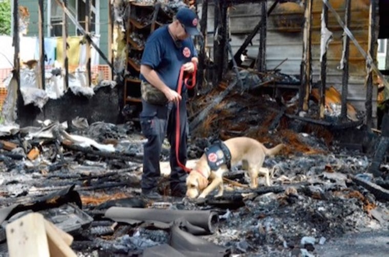 Glory the arson dog