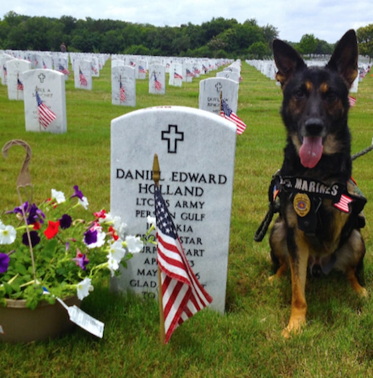 Rambo the military working dog