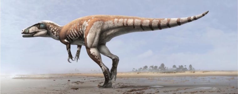 megaraptorid