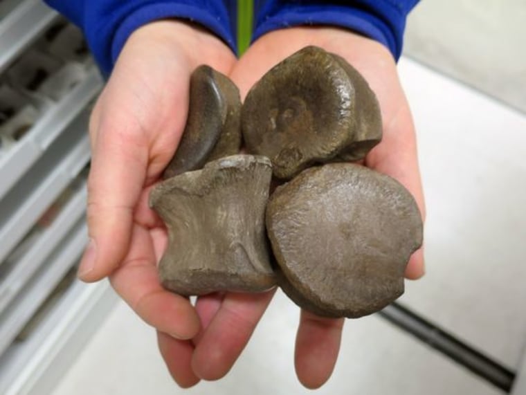 Image: Bones from species of dinosaur found in Alaska
