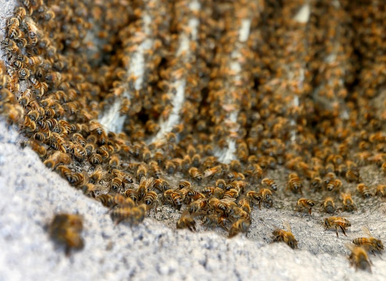 Image: bee attack in Phoenix, Arizona