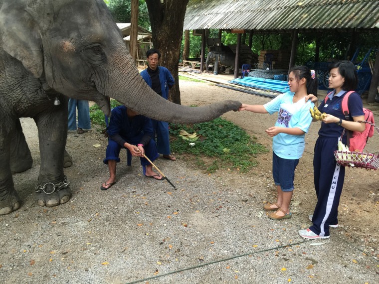 Image: Natthanan Sukon feeding an elephant