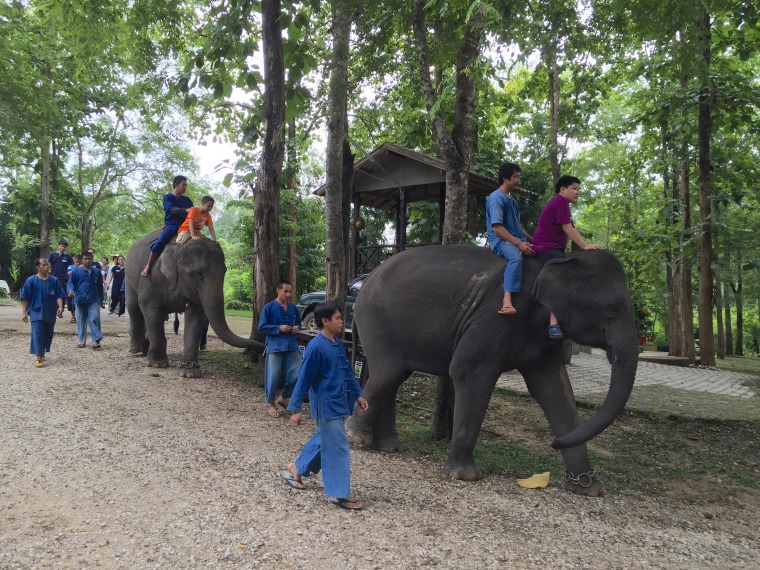 Children ride the elephants.