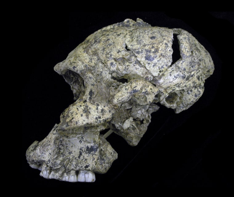 Image: Lateral view of Paranthropus robustus skull