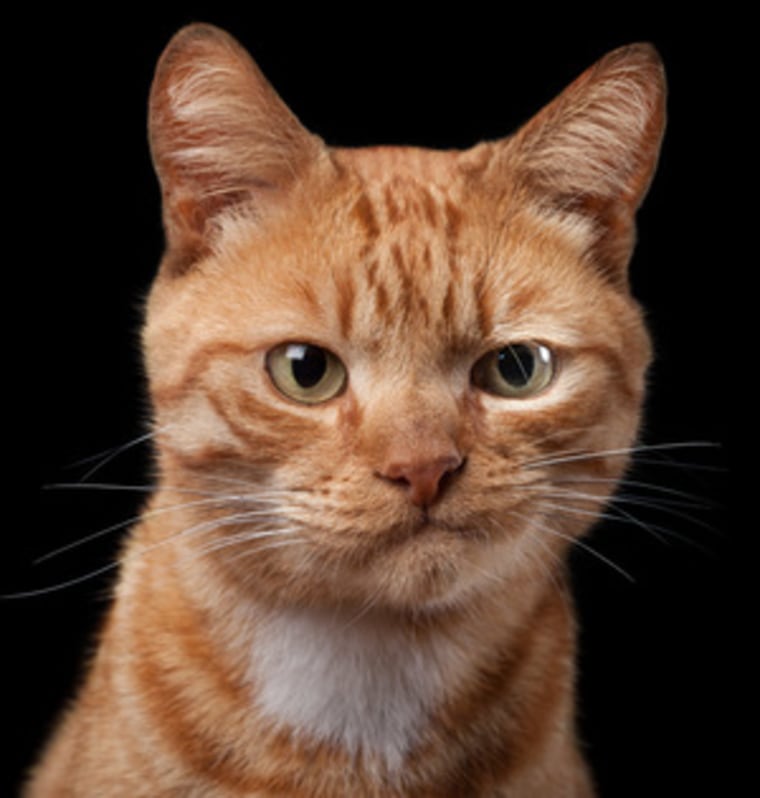 Robert Bahou's gorgeous pet portraits show a cat's personality