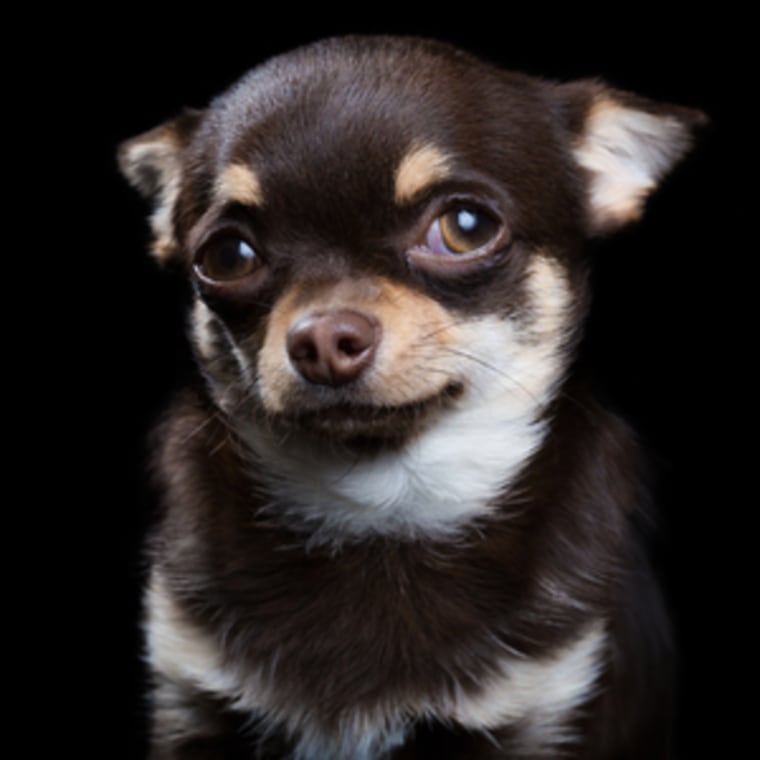 This chihuahua shows its unique personality in Rob Bahou's pet portrait