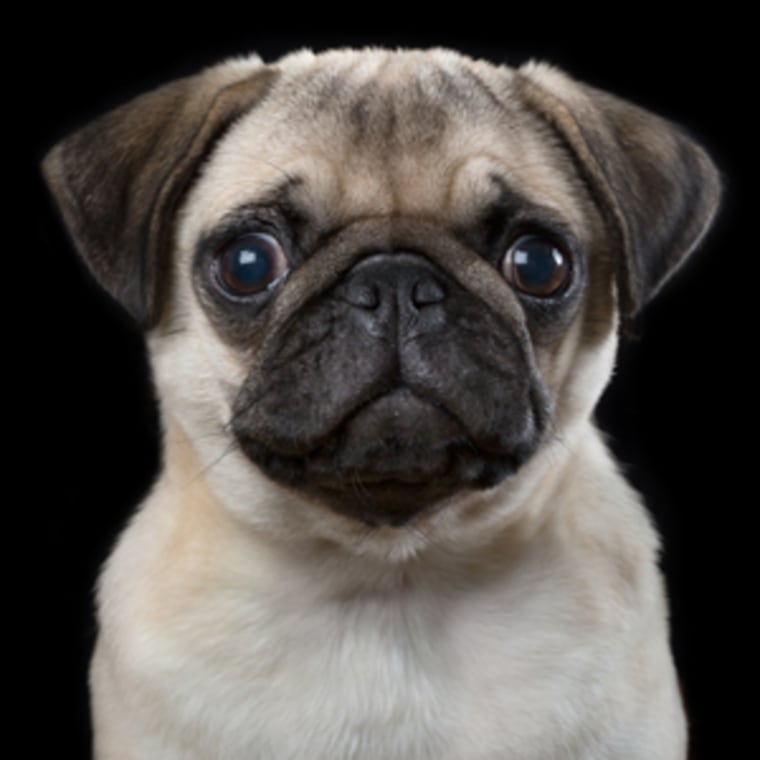 This pug looks so worried and so cute in Rob Bahou's adorable pet portrait