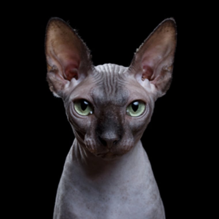 Bahou's pet portraits show the human side of cats.