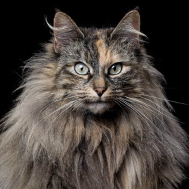 This photogenic cat is ready for her pet portrait.
