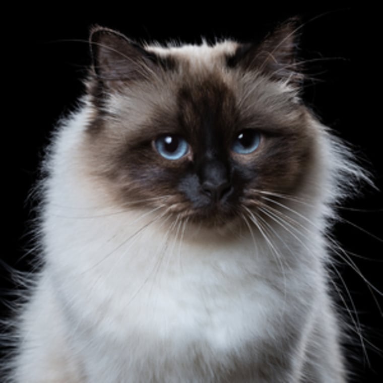 A pretty kitty shows her serious side in Bahou's pet photography.