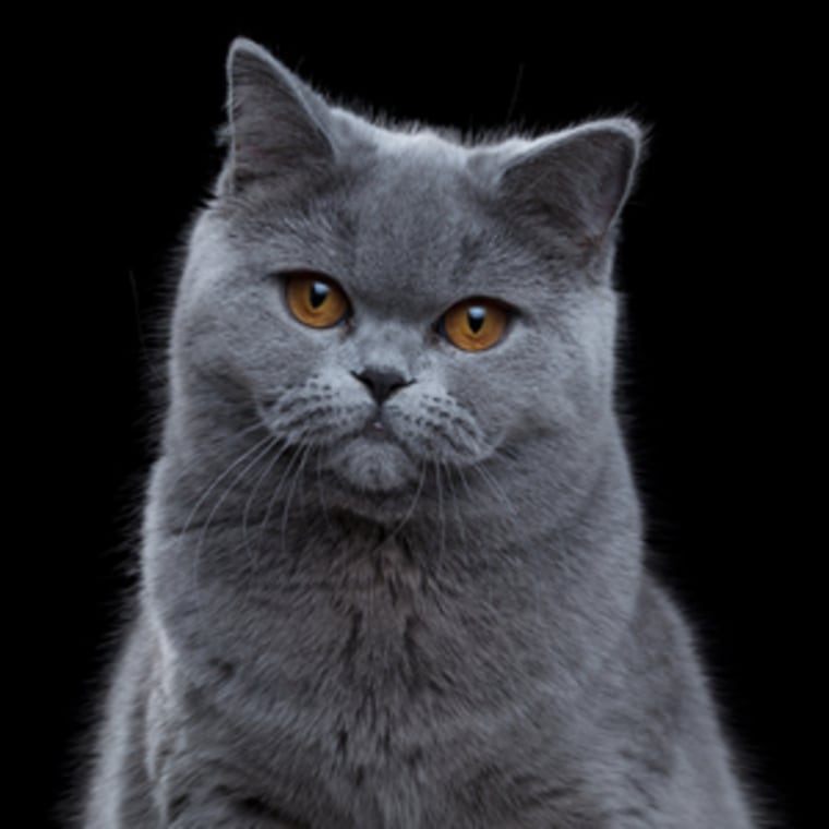 This cute cat shows its personality in Robert Bahou's pet portait