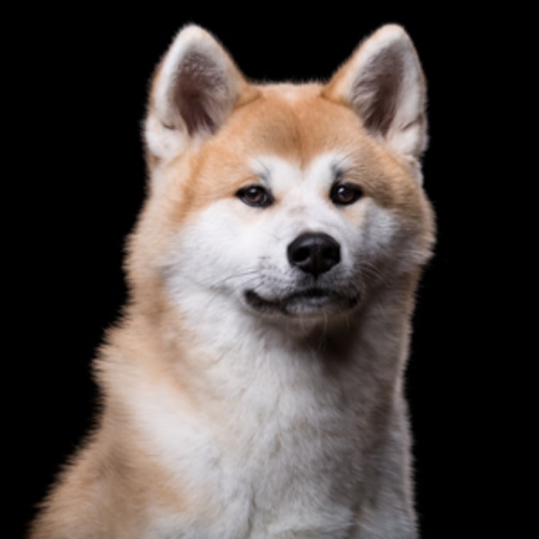 This Akita looks like such a noble pet in this beautiful pet portait