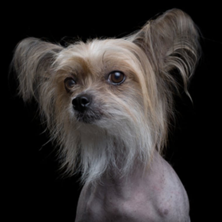 A cute tiny dog captured in this beautiful pet portrait by Robert Bahou
