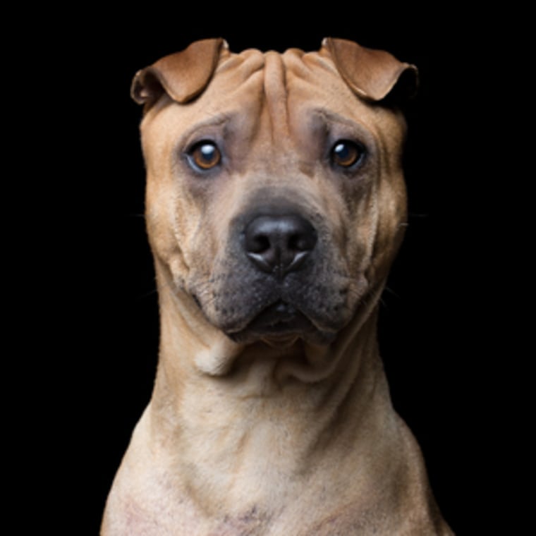 An adorable dog stands still for her portrait by Robert Bahou