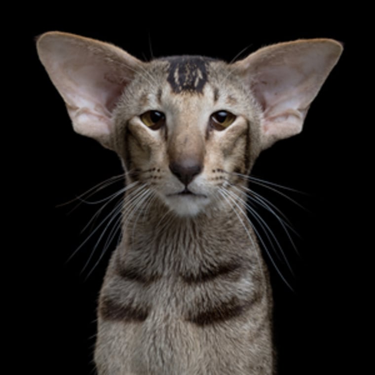 Crazy looking cat stands calm in a pose for pet photographer Robert Bahou