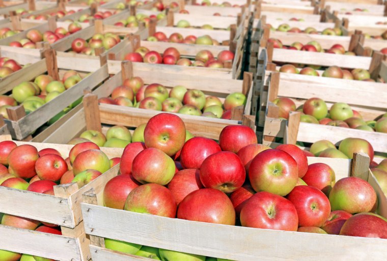 Cart full of apples after picking