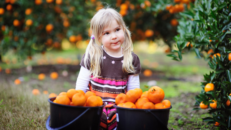 happy little girl picking fresh organic fruits on a farm